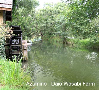 Azumino: Daio Wasabi Farm